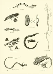Page from The Pictorial Museum of Animated Nature