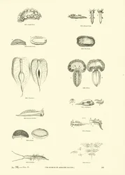 Page from The Pictorial Museum of Animated Nature
