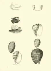 Page from The Pictorial Museum of Animated Nature