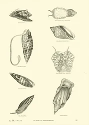 Page from The Pictorial Museum of Animated Nature