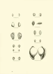 Page from The Pictorial Museum of Animated Nature