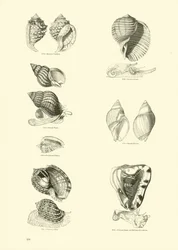 Page from The Pictorial Museum of Animated Nature