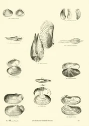 Page from The Pictorial Museum of Animated Nature