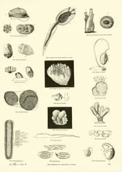 Page from The Pictorial Museum of Animated Nature