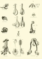 Page from The Pictorial Museum of Animated Nature