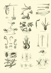 Page from The Pictorial Museum of Animated Nature