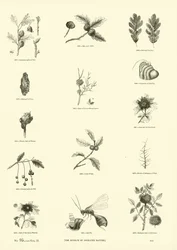 Page from The Pictorial Museum of Animated Nature