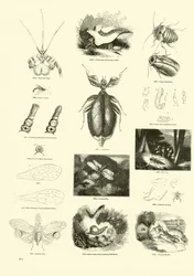 Page from The Pictorial Museum of Animated Nature