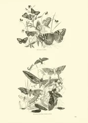 Page from The Pictorial Museum of Animated Nature