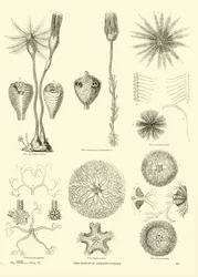 Page from The Pictorial Museum of Animated Nature