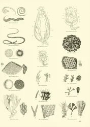 Page from The Pictorial Museum of Animated Nature