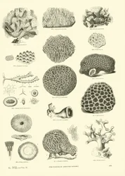 Page from The Pictorial Museum of Animated Nature