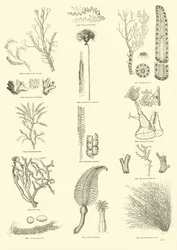 Page from The Pictorial Museum of Animated Nature