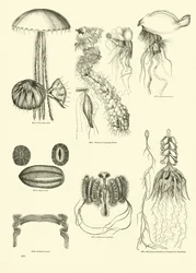 Page from The Pictorial Museum of Animated Nature