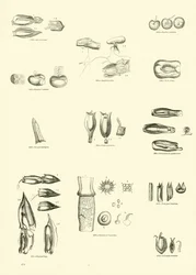 Page from The Pictorial Museum of Animated Nature