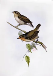 Pair of Certhidea Olivacea, illustration from The Zoology of the Voyage of H.M.S. Beagle, 1832-36 by Charles Darwin, 1840