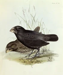 Pair of Geospiza Magnirostris, from The Zoology of the Voyage of H.M.S. Beagle, 1832-36 by Charles Darwin, 1840