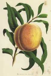 Palmerston Peach