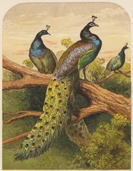 Peacocks
