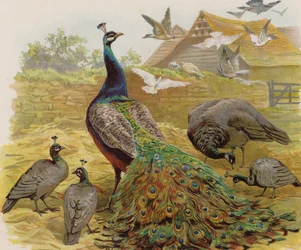 Peacocks in a farmyard