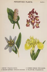Perianthed Plants