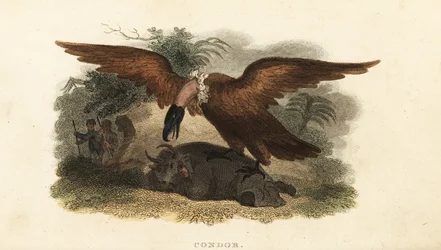 Peruvian Man Wearing a Cow Skin to Lure a Condor