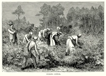Picking Cotton