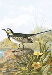 Pied Wagtail