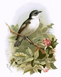 Pied Flycatcher