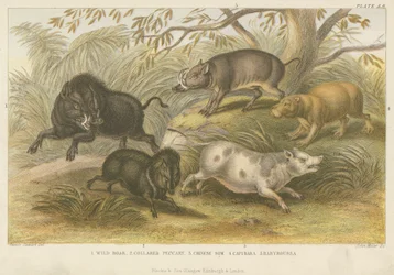 Pigs