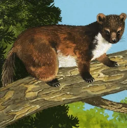 Pine Marten