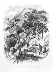 Pine Trees in the Rungelt Valley of the Himalayas, from Himalayan Journals
