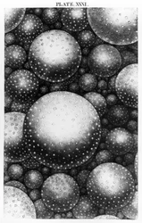 Plate XXXI from the Original Theory of the Universe by Thomas Wright, 1750