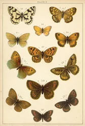 Plate from Our Country