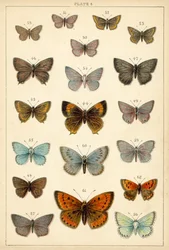Plate from Our Country