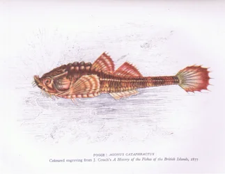 Pogge, Nature in Britain published by Collins