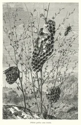 Polistes Gallica and Nests