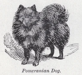 Pomeranian dog