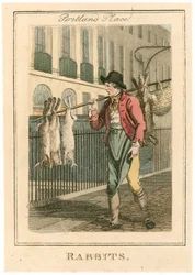 Portland Place. Rabbits