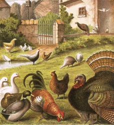 Poultry at a Farm