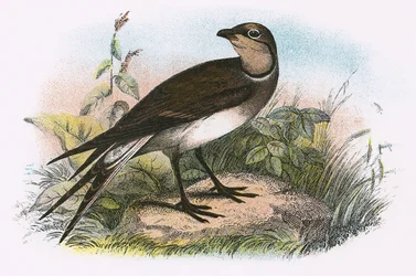 Pratincole