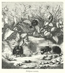 Psithyrus Vestalis (Engraving)