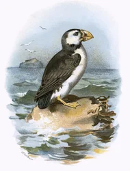 Puffin