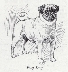 Pug Dog