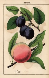 Purple-black plums and pink peach, from 
