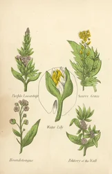 Purple Loosestrife, Scurvy Grass, Water Lily, Houndstongue, Petitory of the Wall