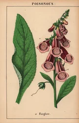 Purple foxglove, from 