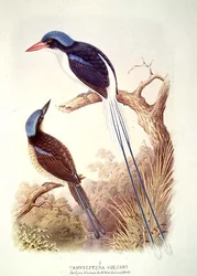 Racquet-Tailed Kingfisher, fol. 12 Vol III, from 