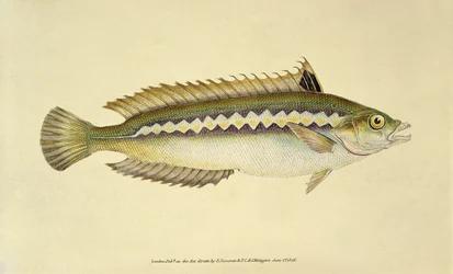 Rainbow Wrasse, from 