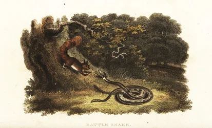 Rattlesnake charming a squirrel down from a tree